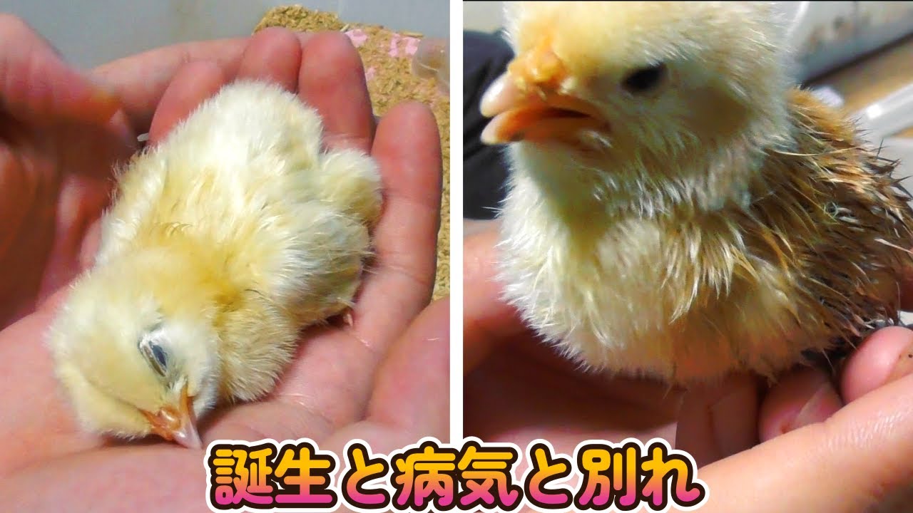 孵化したヒヨコの入浴　病気　闘病　死　養鶏編