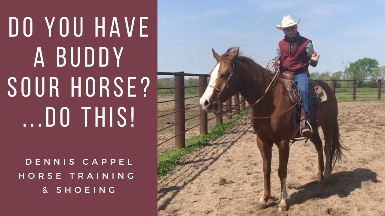 D/C  DO YOU HAVE A BUDDY SOUR HORSE? Do This...