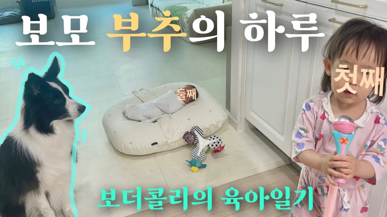 보더콜리와 공동육아 일상