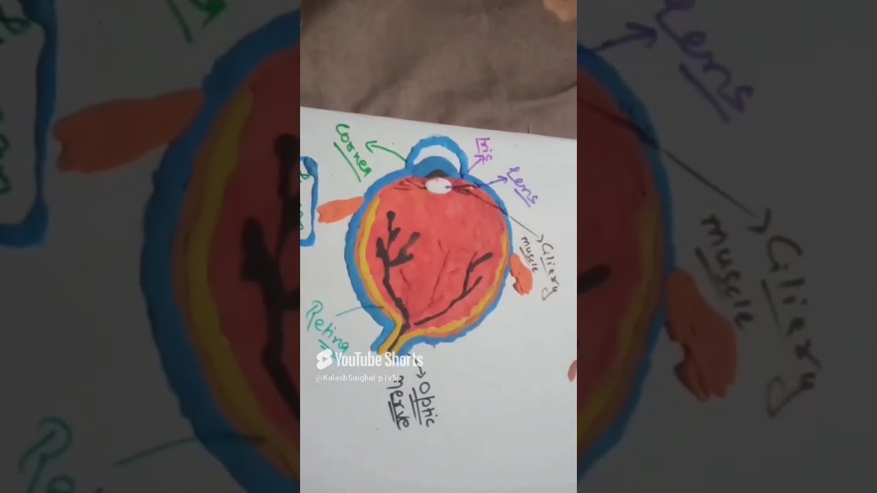 science chart || model || clay art || craft|| 
