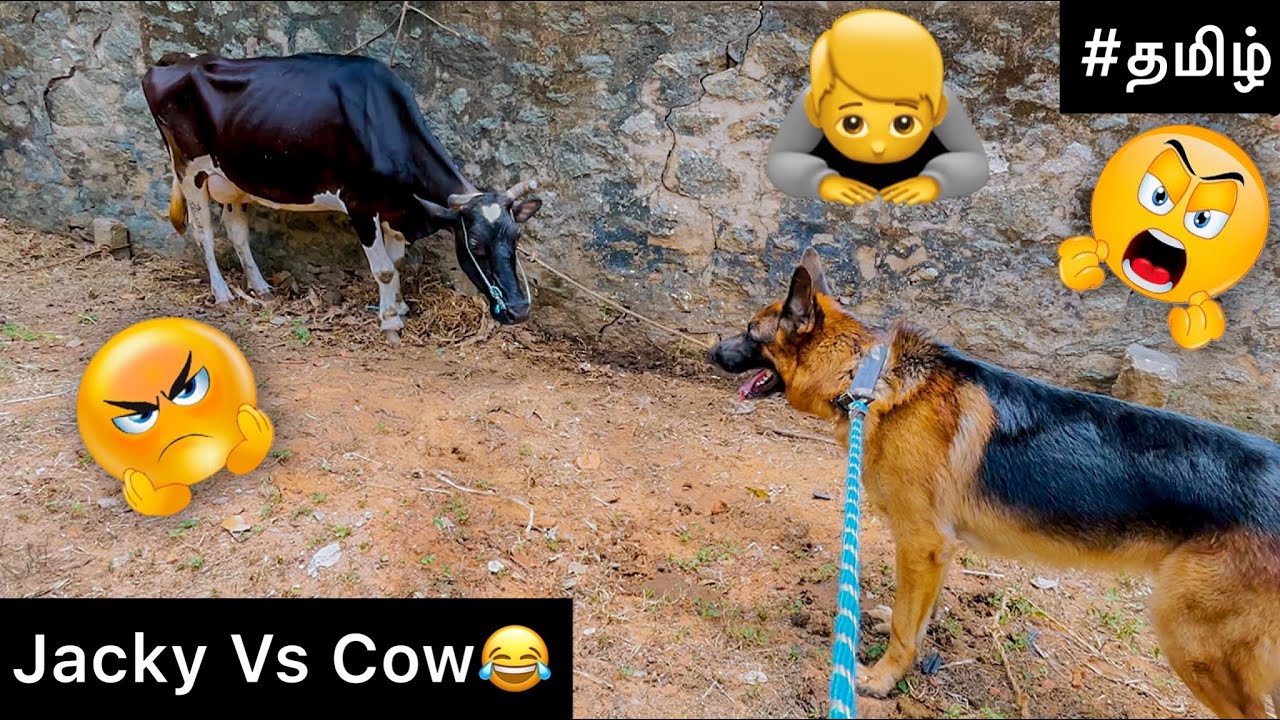 Jacky VS Cow | Funny video💃🏼😂 | Jacky the German Shepherd