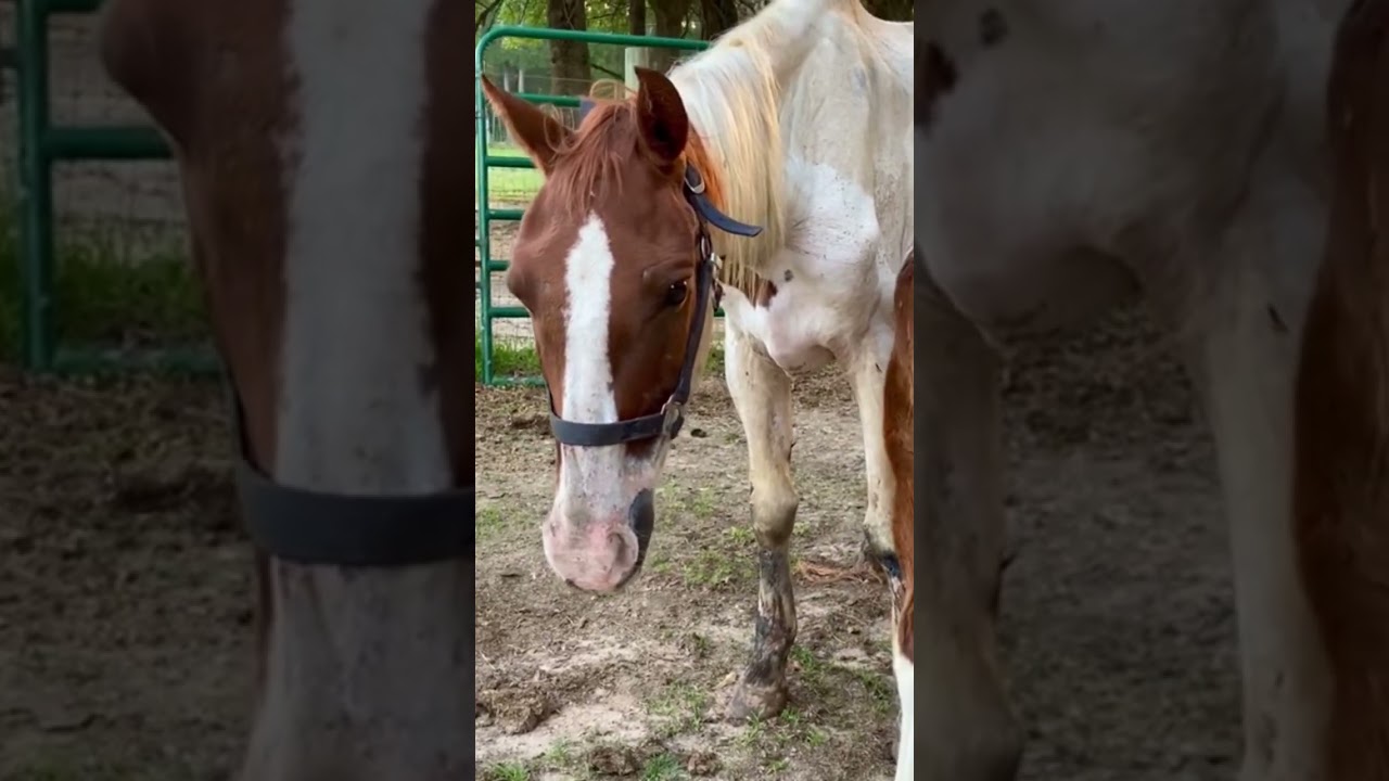 🚨Rescue Update: Blake is still incredibly weak ❤️‍🩹 #sanctuary #rescue #animals