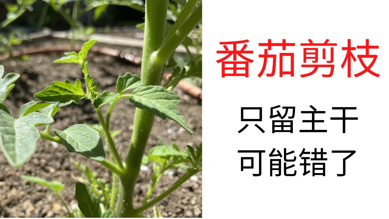 【种菜】提高产量的番茄剪枝方法 ｜传统的❌只留主枝法❌有可能是错的 ｜ 西红柿的类型 ｜ Prunning Tomato