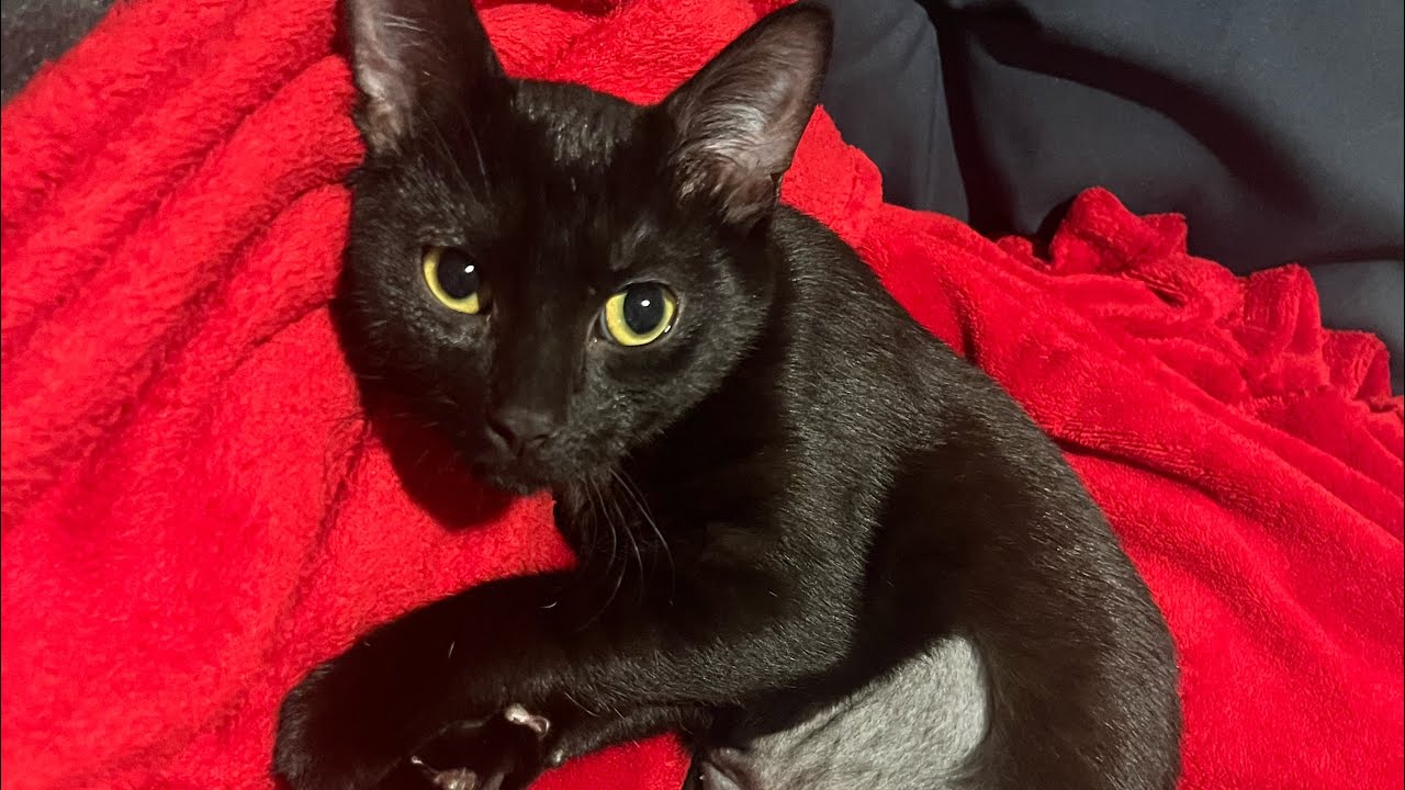 Post Surgery Update: Days 1-3