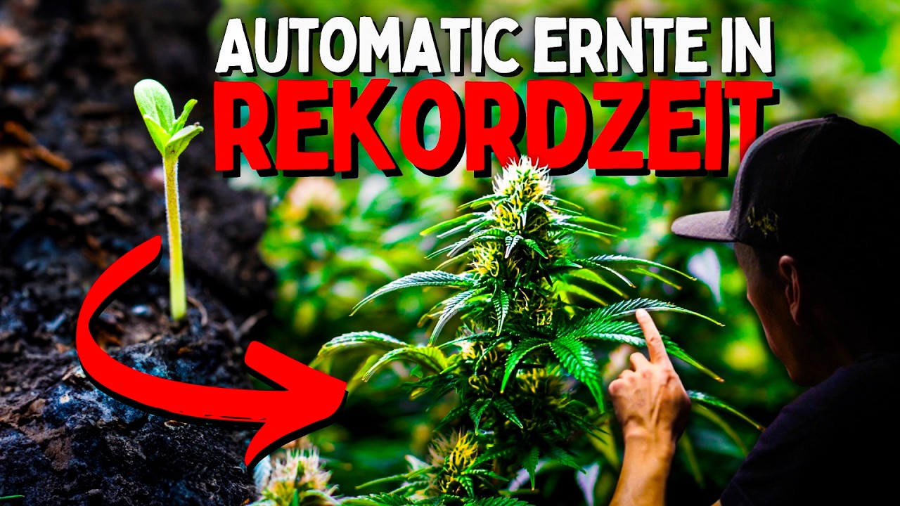 Unbelievable! 😱 These 5 tricks will speed up your harvest by weeks!