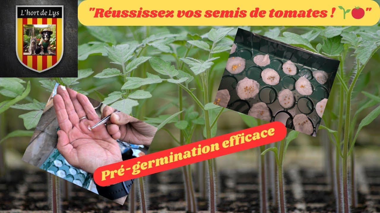 Comment Semer Tomates 2025 ? Guide Complet Pré-germination Intérieur