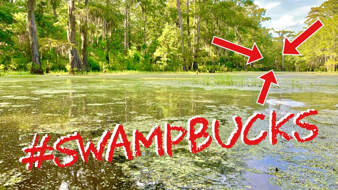Scouting Deep in a Louisiana Swamp for a Sad Daddy Whitetail Buck.....got the 💩scared out of me🐊?