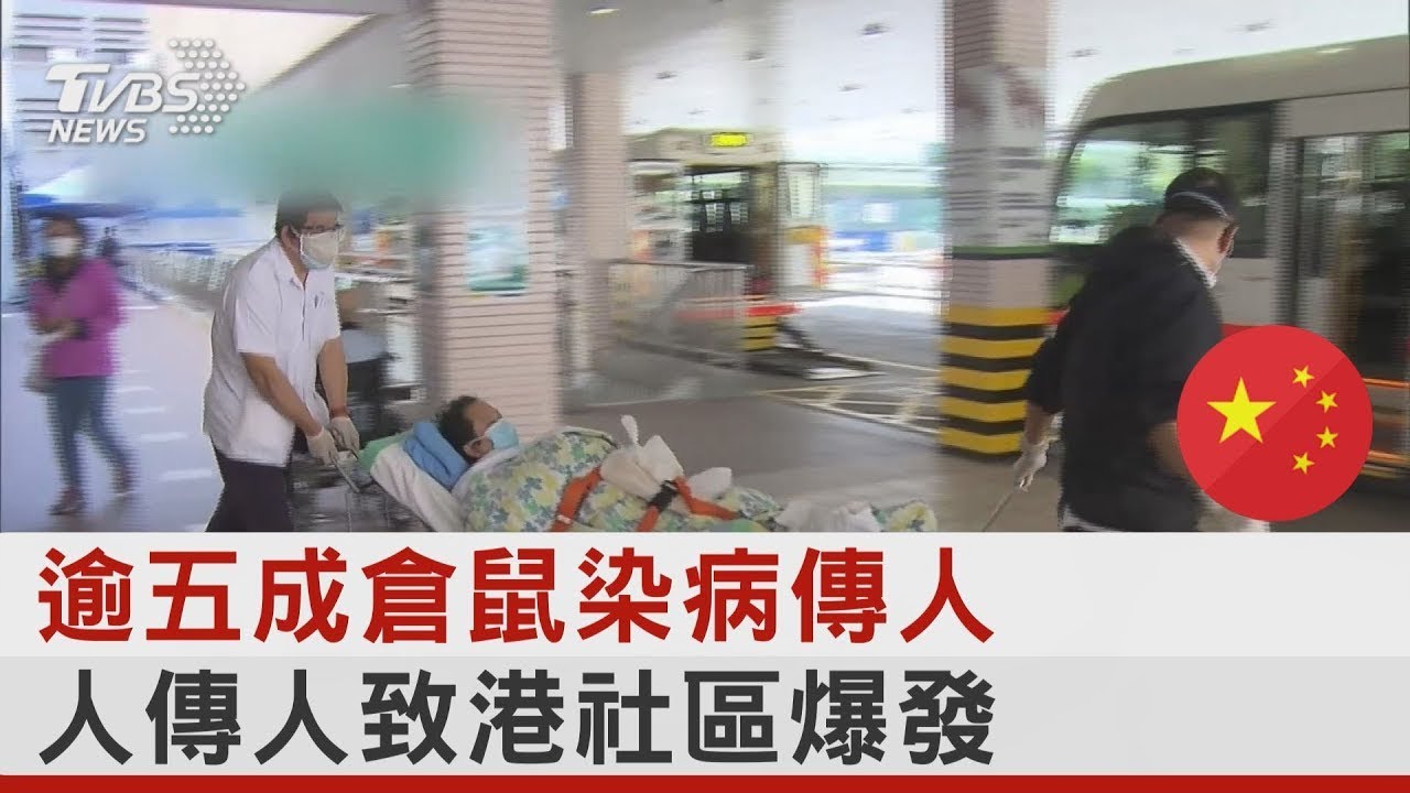 逾五成倉鼠染病傳人 人傳人致香港社區爆發｜TVBS新聞