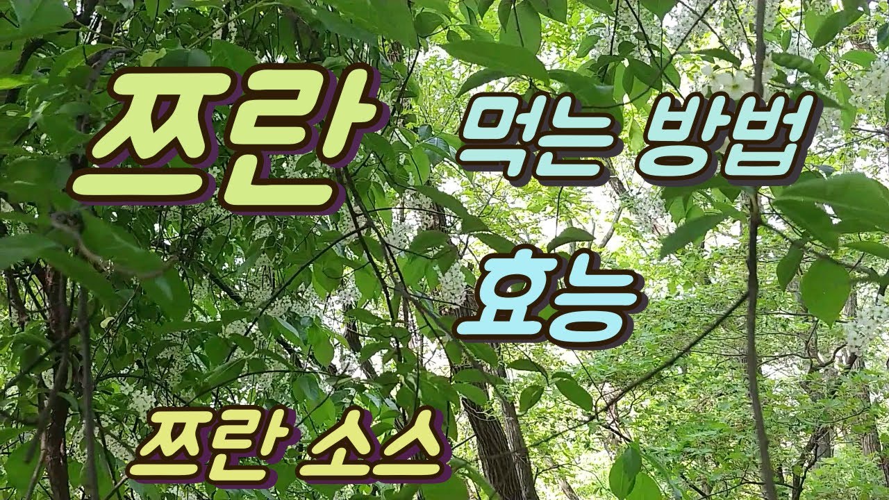 [몸앤네이쳐] 쯔란(커민) 먹는 방법, 쯔란소스 만들기, 효능, 쯔란요리