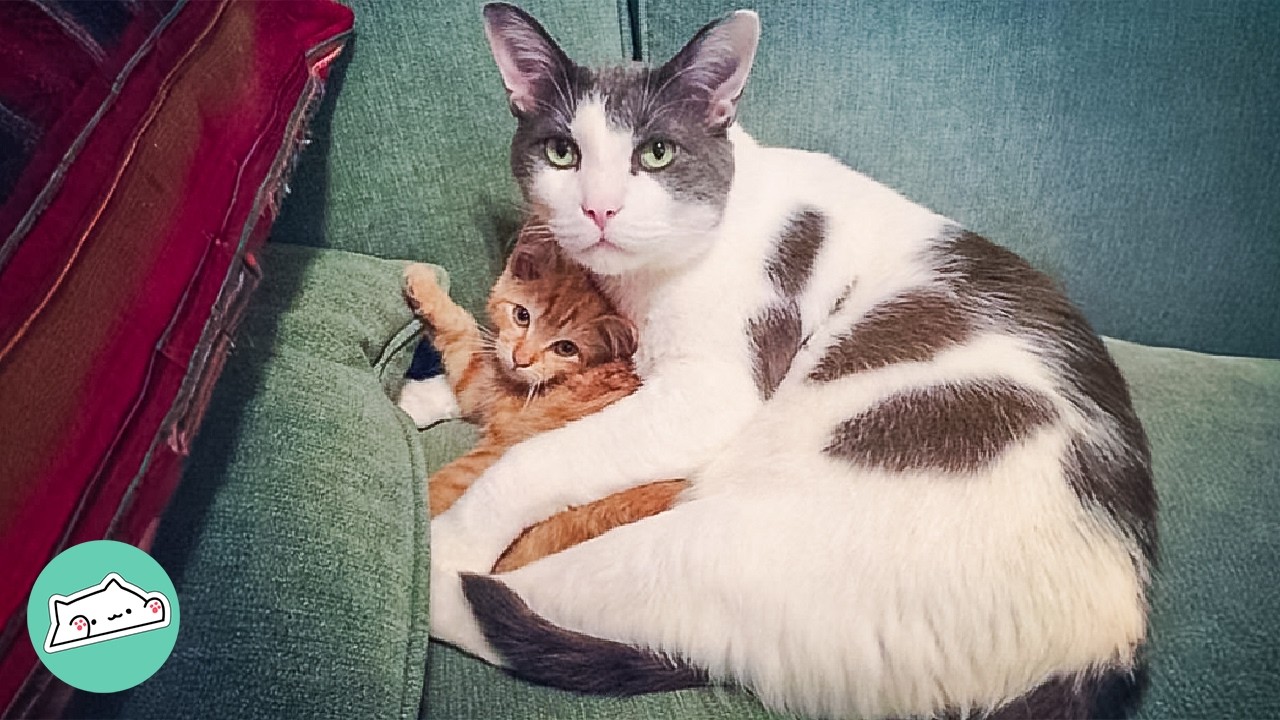 Grandpa Cat Becomes Best Foster Dad For New Kittens | Cuddle Buddies