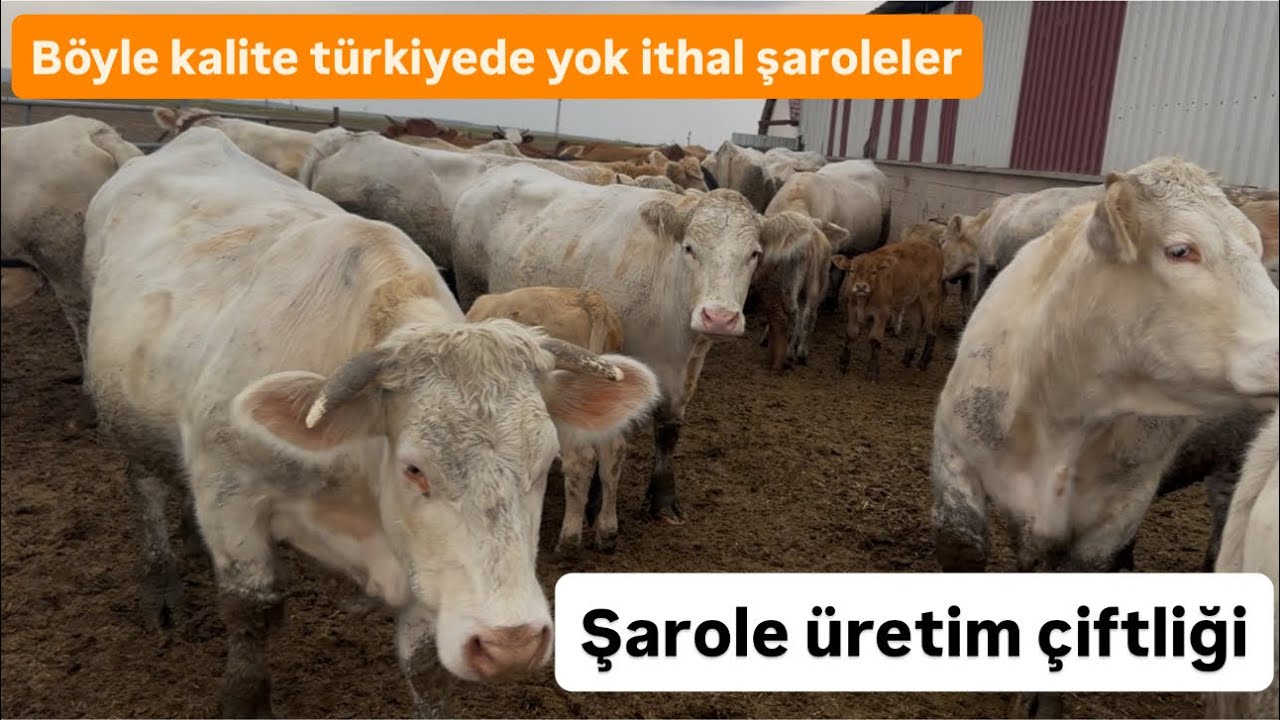 Şarole üretim çiftliği / İşletmemize yeni hayvanlar bakıyoruz 