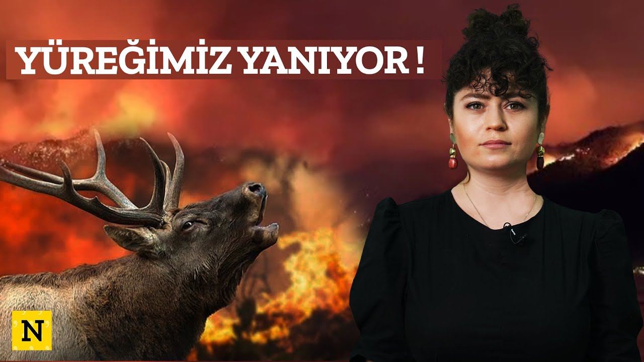 Orman Yangınlarının Asıl Çıkma Sebebi Ne? ( KİMSENİN BİLMEDİĞİ DETAYLAR ) #ormanyangınları