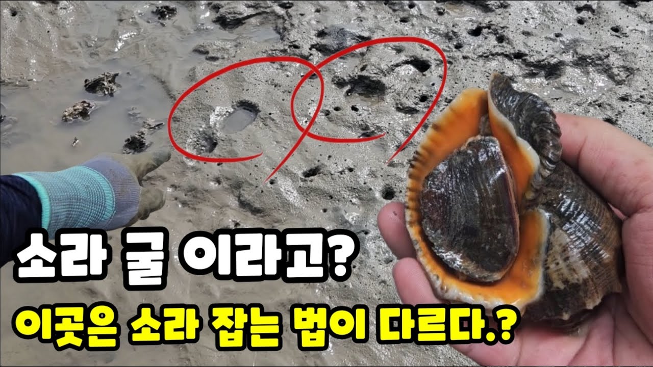 이곳은 소라 잡는 법이 다르다.? 옴폭한 구멍, 손만 넣으면 주먹 소라가 있다.!?