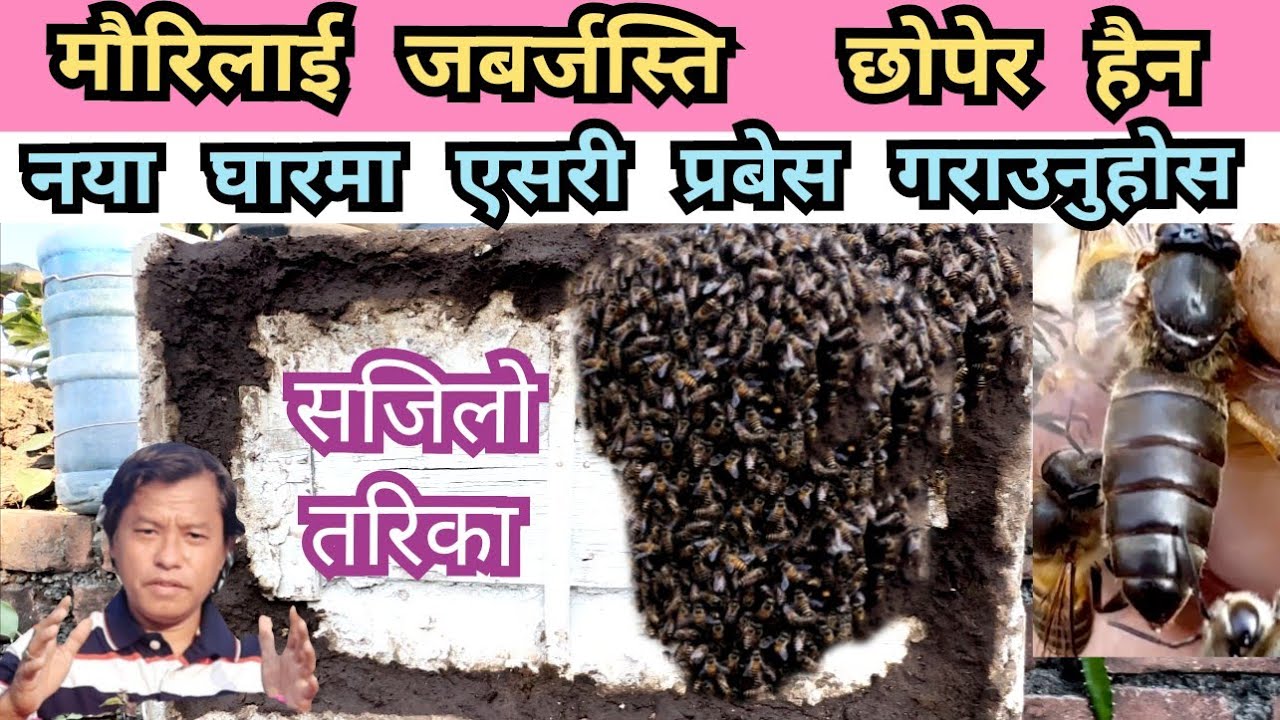 🐝🐝मौरिको गोला छोपेर हैन नया घारमा  येसरी प्रबेस गराउनु होस । Bees are entering in Neew colony.