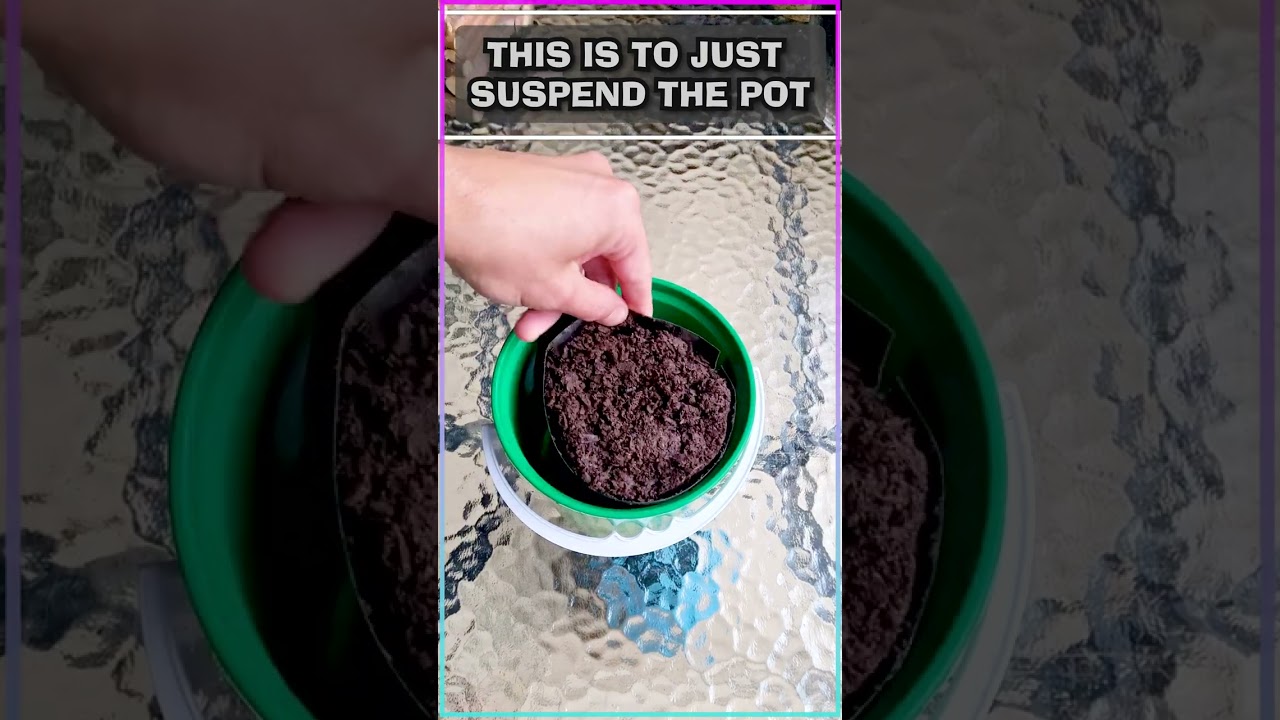 🌴Super Fast Palm Tree Seed Germination Test🌴 #shorts #short #gardening #garden