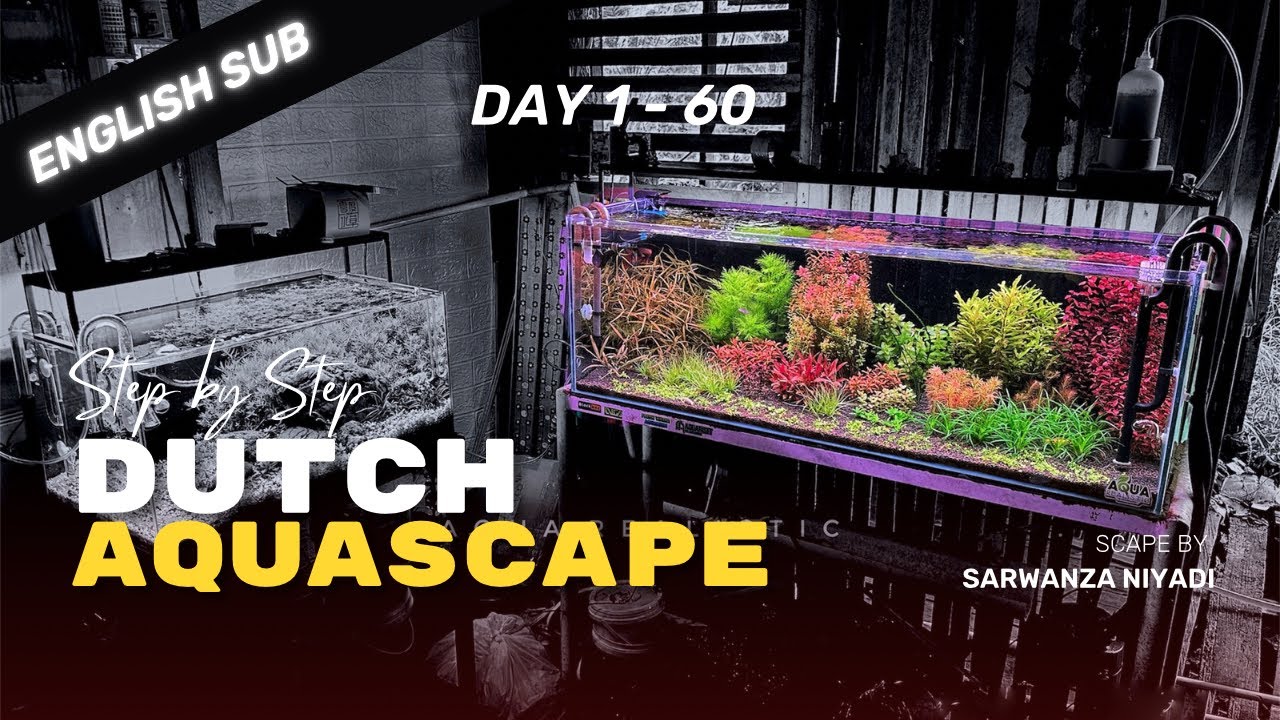 Dutch Style Aquascape Tutorial - Day 1 - 60