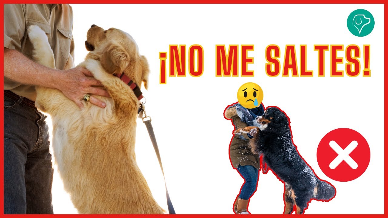 Cómo hacer que TU PERRO NO TE SALTE encima - Contacto Cero ¿Funciona?
