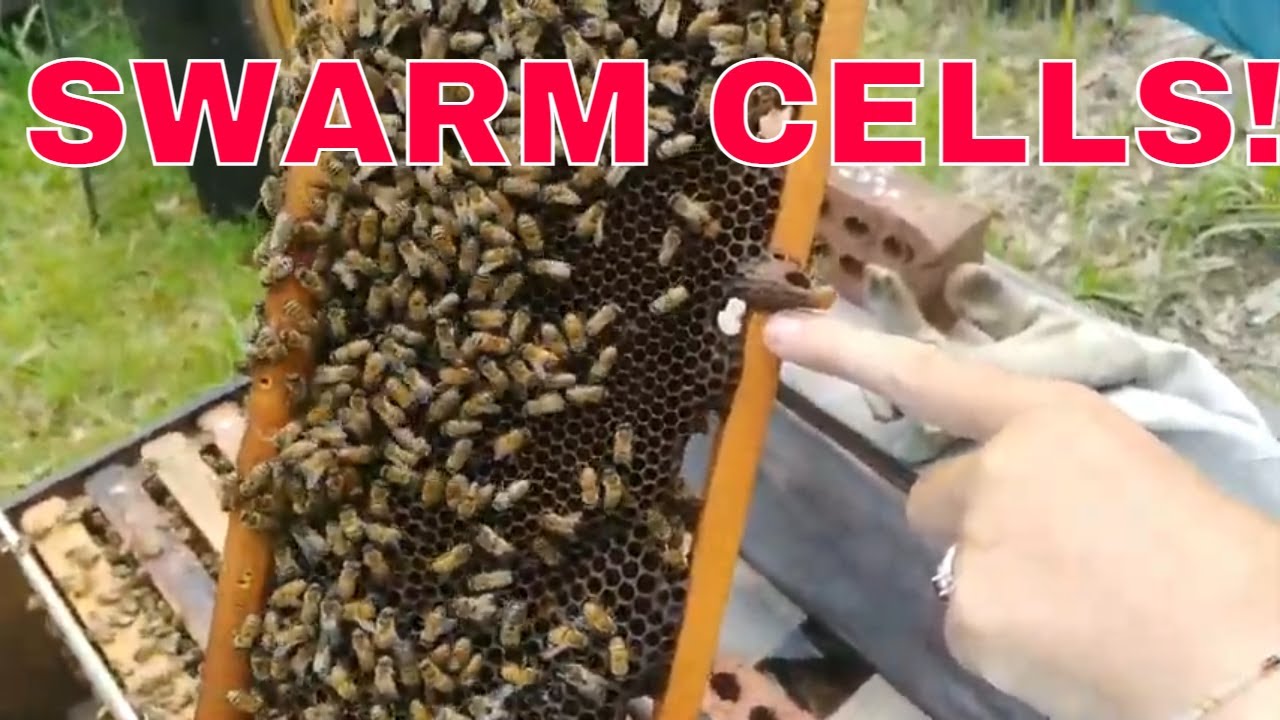 ☯ #SWARM CELLS! ONE WAY TO MAKE THE BEST OF IT