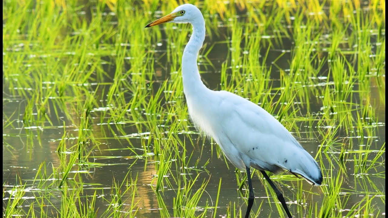 Egret Feeding in 4K (1 minute)