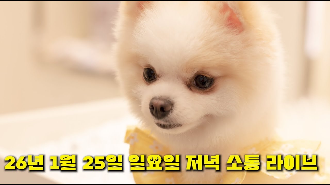 26년 1월 26일 소통 저녁 라이브 방송