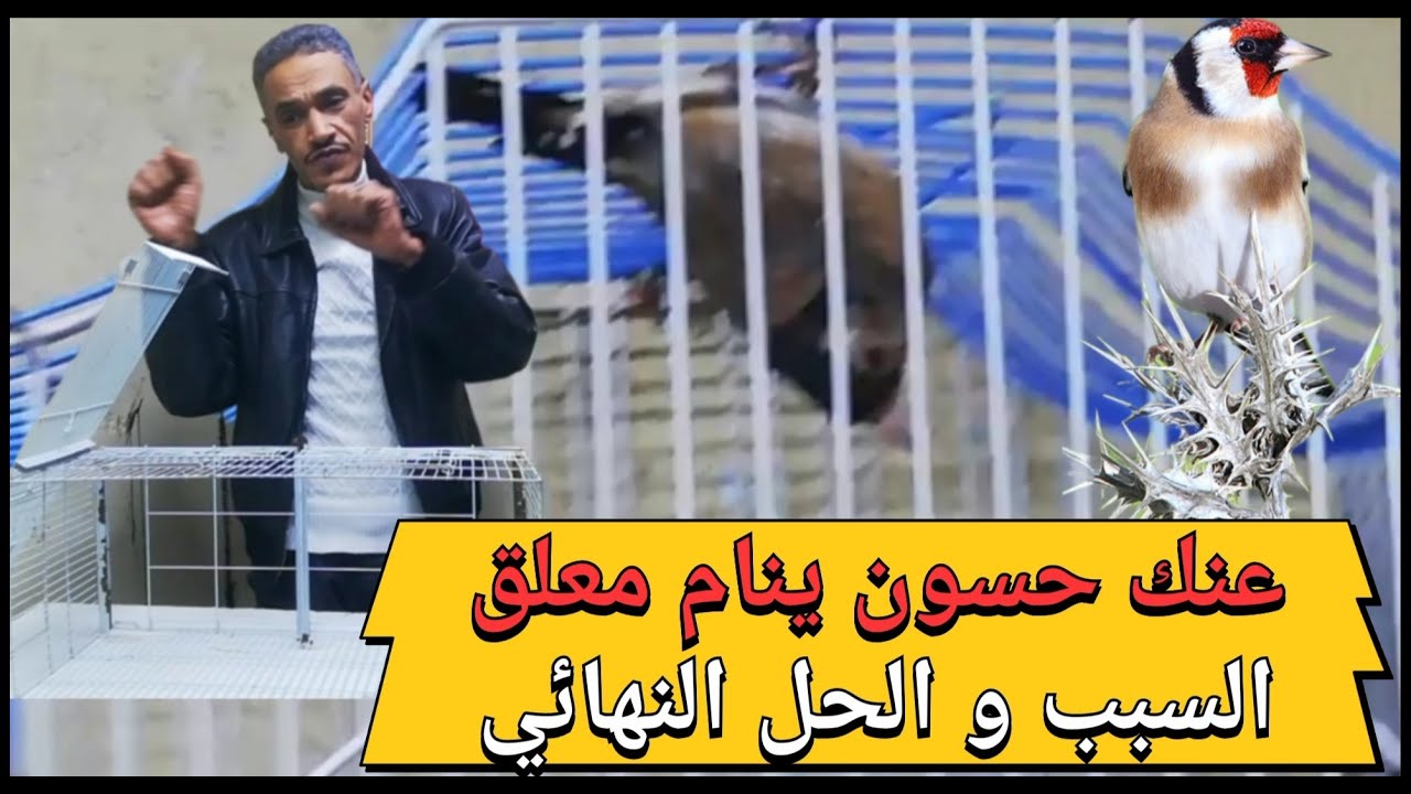 #انتاج #المقنين #تفريخ #الحسون الحل النهائي للحسون الذي ينام معلقا اعلى القفص