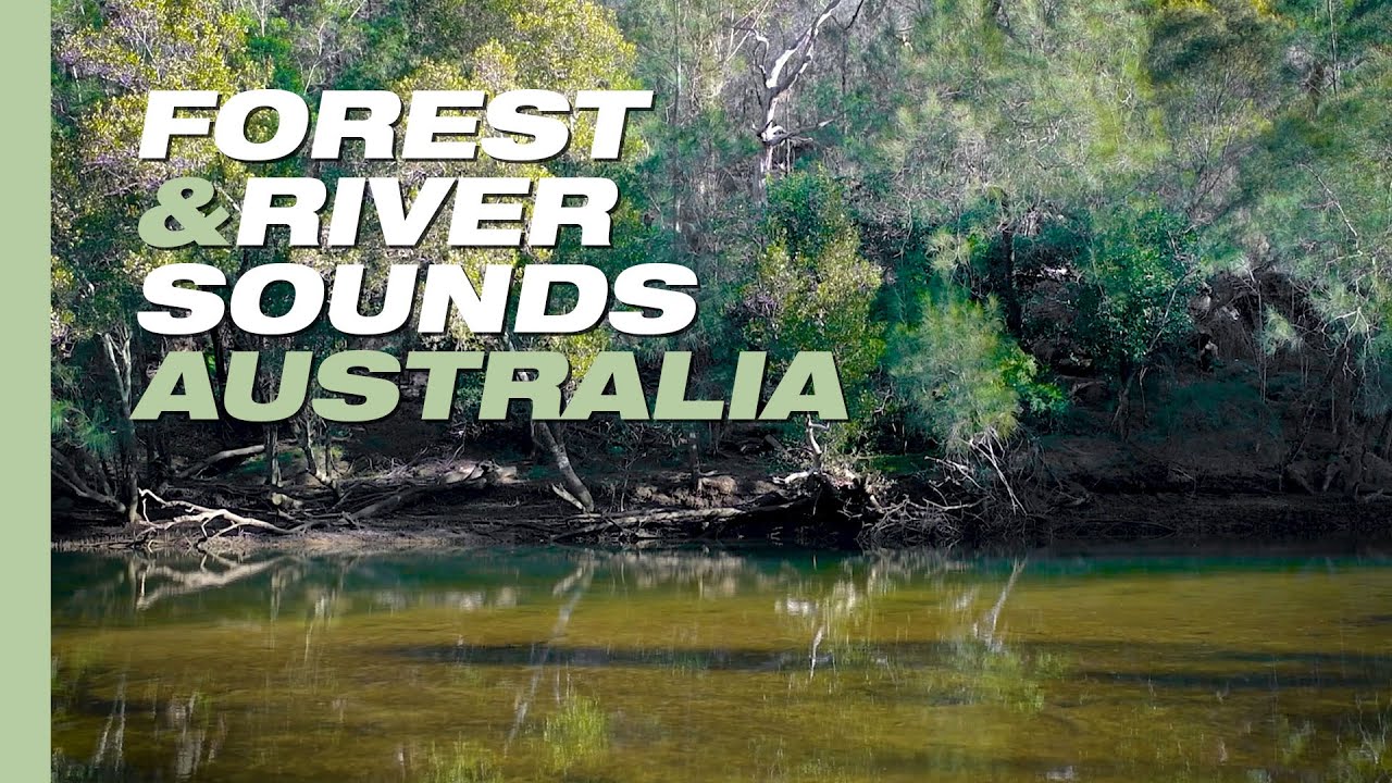 Forest and River Sounds, Australian Nature Sounds for Relaxation | 9 Hours