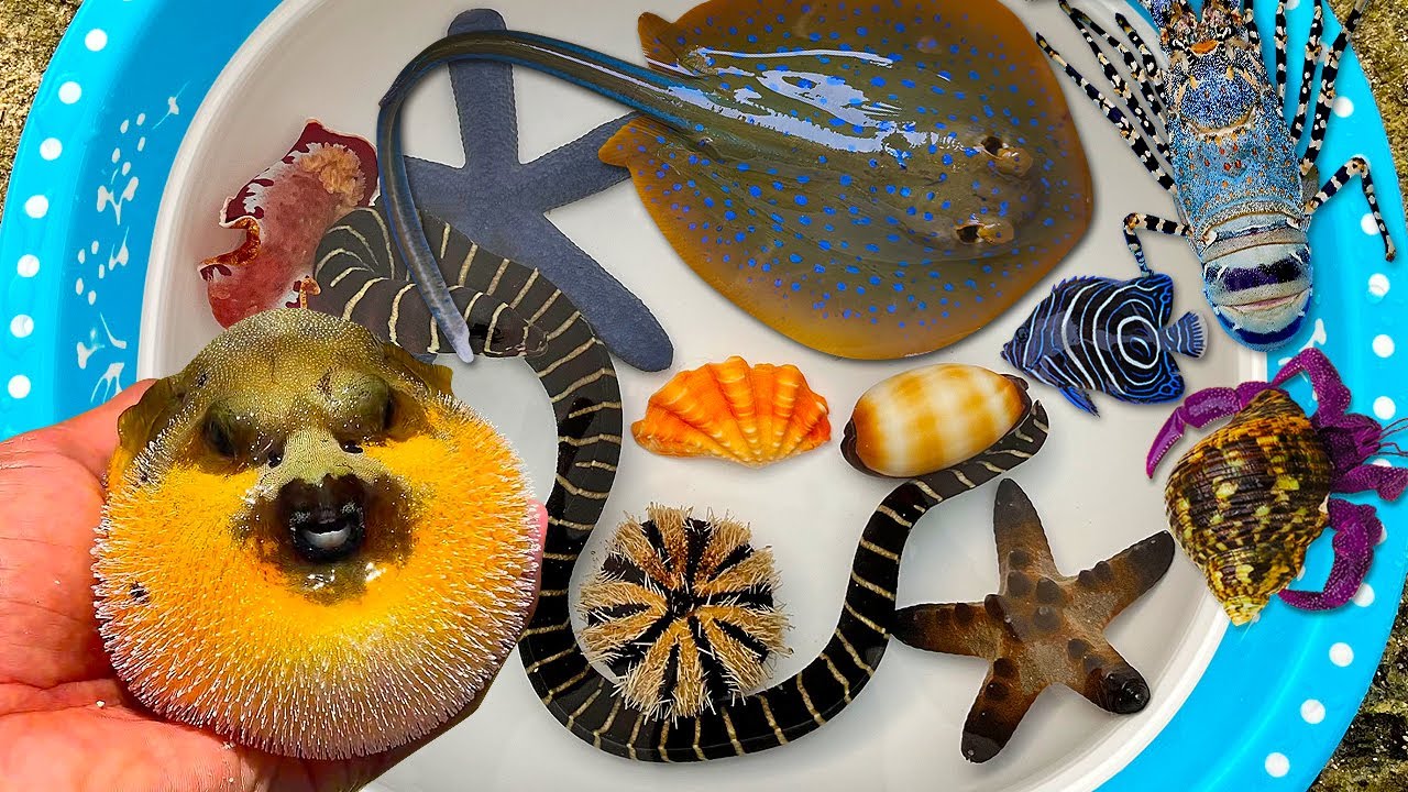 Tangkap ikan buntal dan belut, kelomang, siput, kerang, ikan pari, ikan hias, bintang laut, lobster