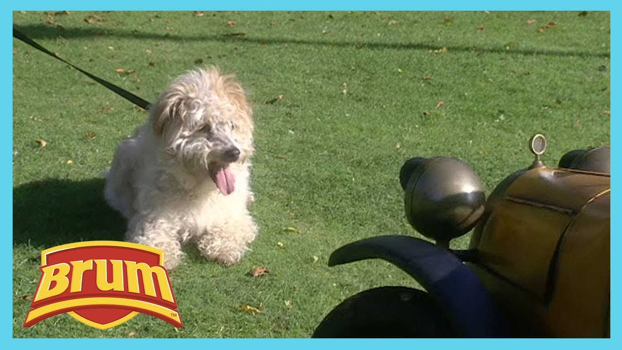 Brum makes a new Best Friend - Brum Dog Compilation | Shows for Kids | WildBrain Wheels
