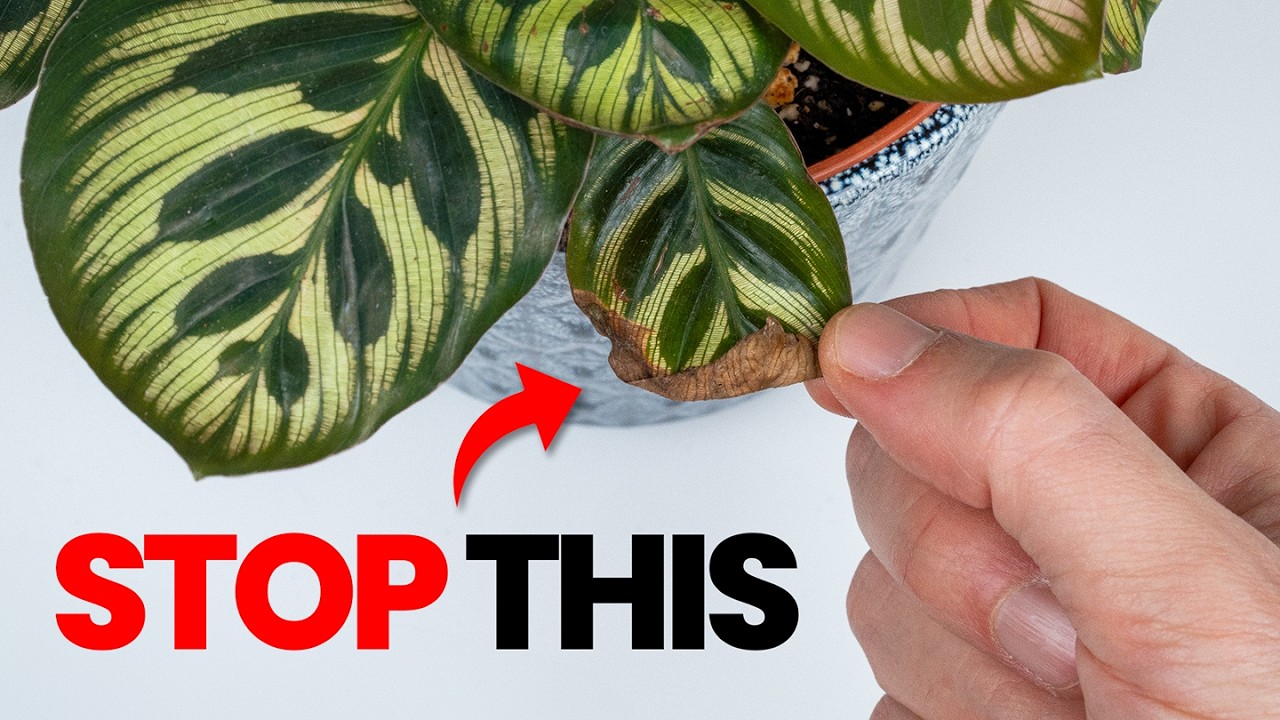 I Stopped Killing Calathea Once I Knew This