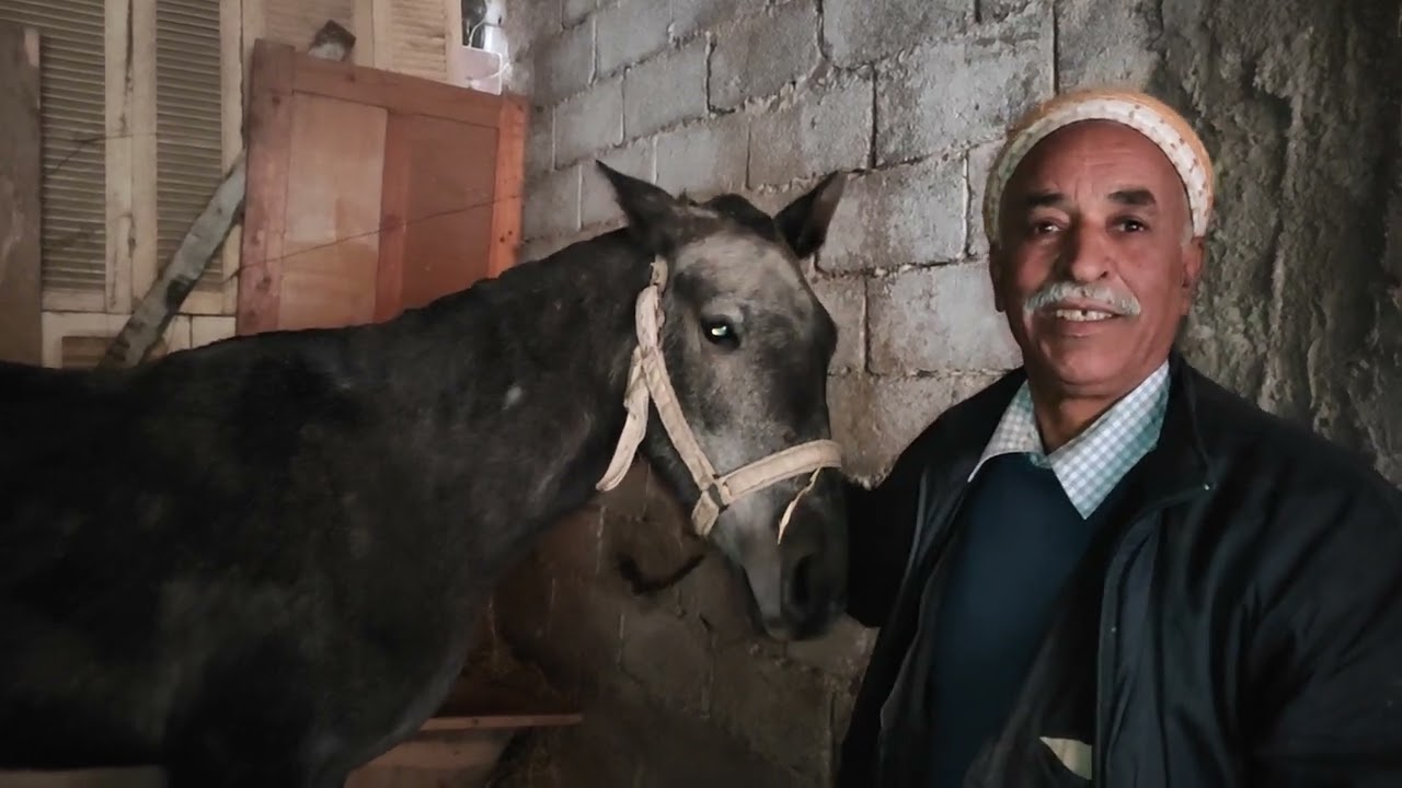 اعراض مرض الخيل وكيفية معرفتها في الجزائر معا المقدم عثمان صامور 09 جانفي 2023