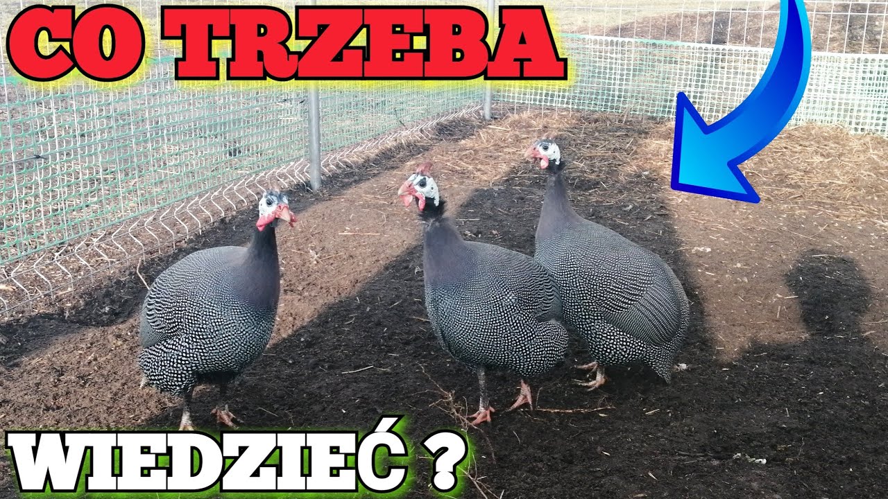 Hodowla perliczek - o czym trzeba pamiętać?
