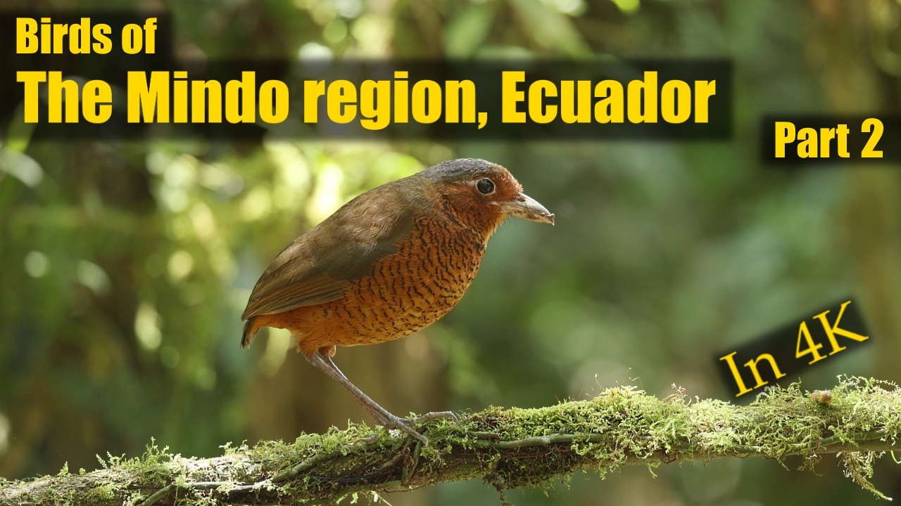 Birds of the Mindo region of Ecuador, part 2
