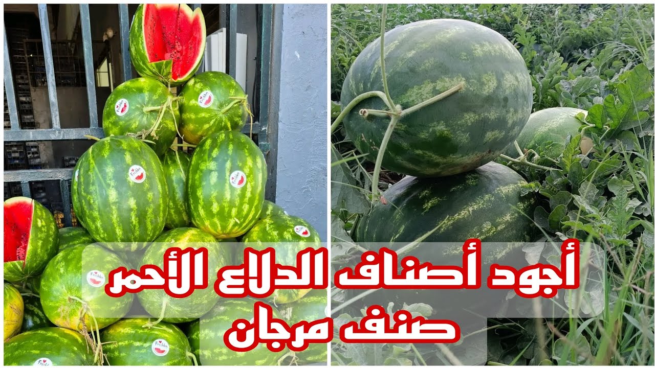 من أجود أصناف البطيخ الاحمر (الدلاع) من حيث المردود والحجم والذوق في الجزائر صنف مرجان
