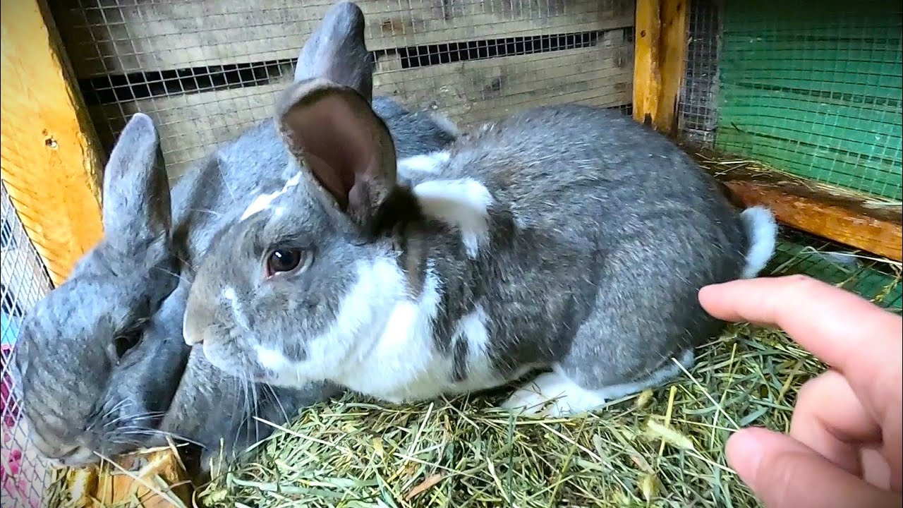 Breeding Rabbits 2025