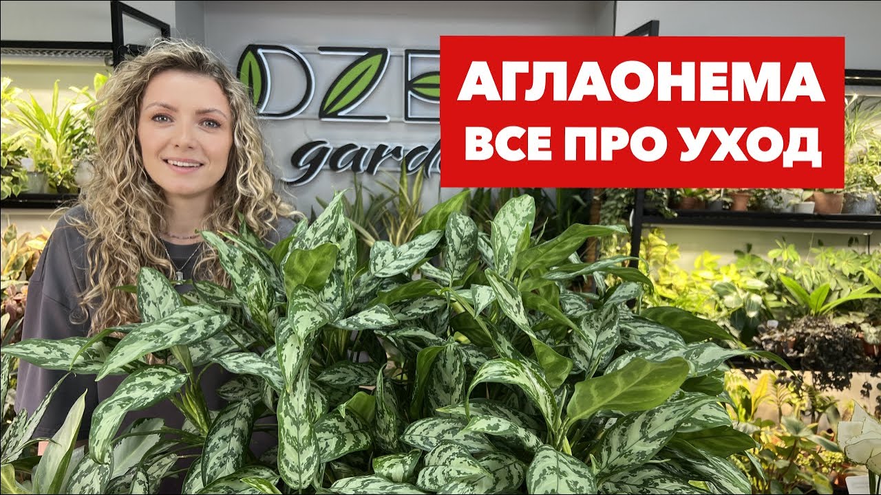 Аглаонема » Основные правила ухода за аглаонемой