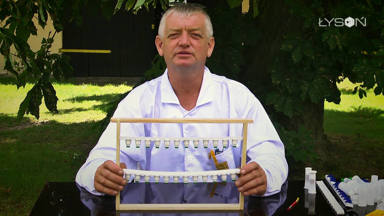 Hodowla matek pszczelich oraz znakowanie - LYSON