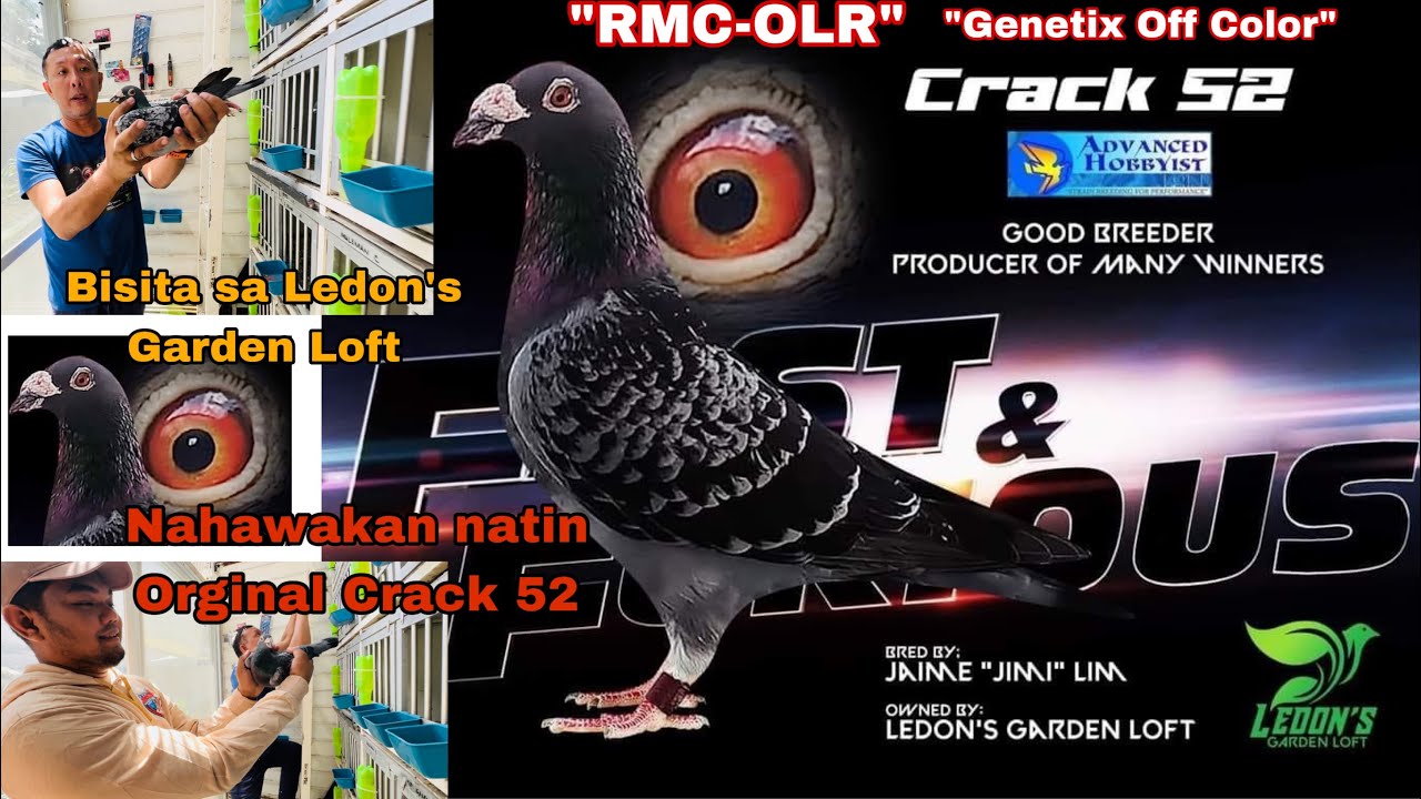The Original CRACK 52: Bisitahin natin ang mga ibon sa Ledon’s Garden Loft kalapatids! #OLR #Genetix