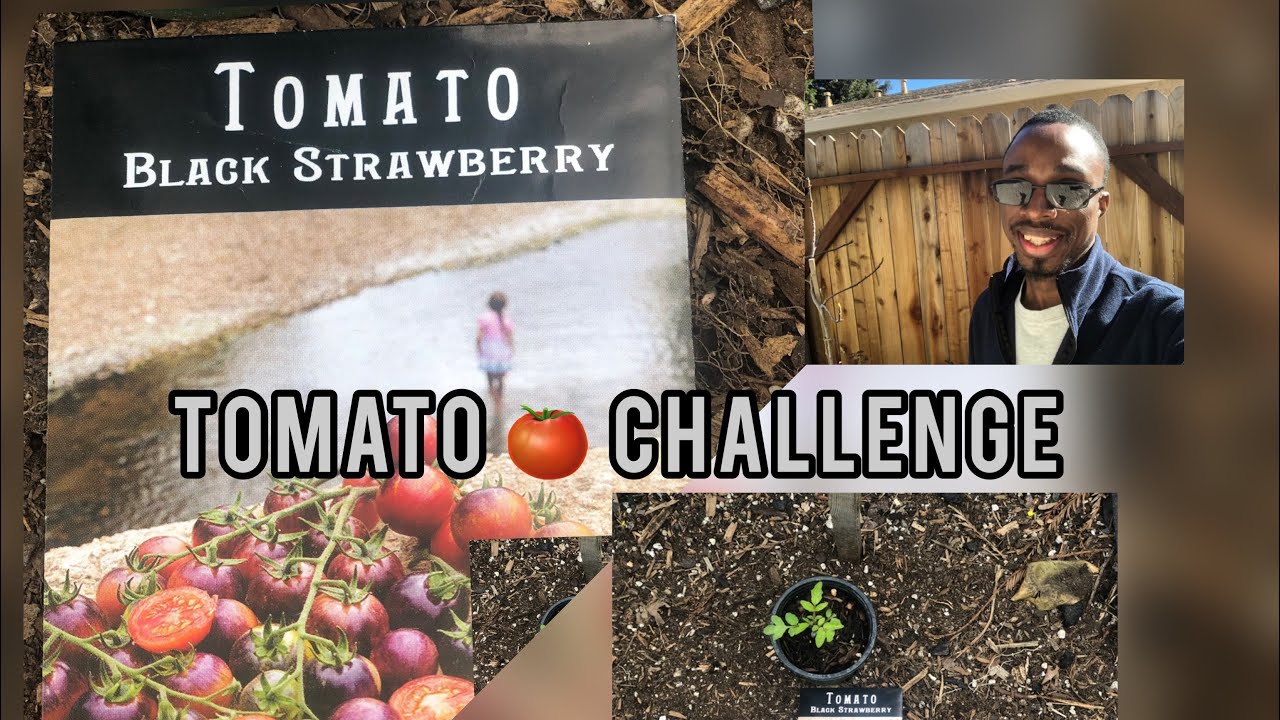 Tomato challenge will a whole fish feed one tomato plant ?