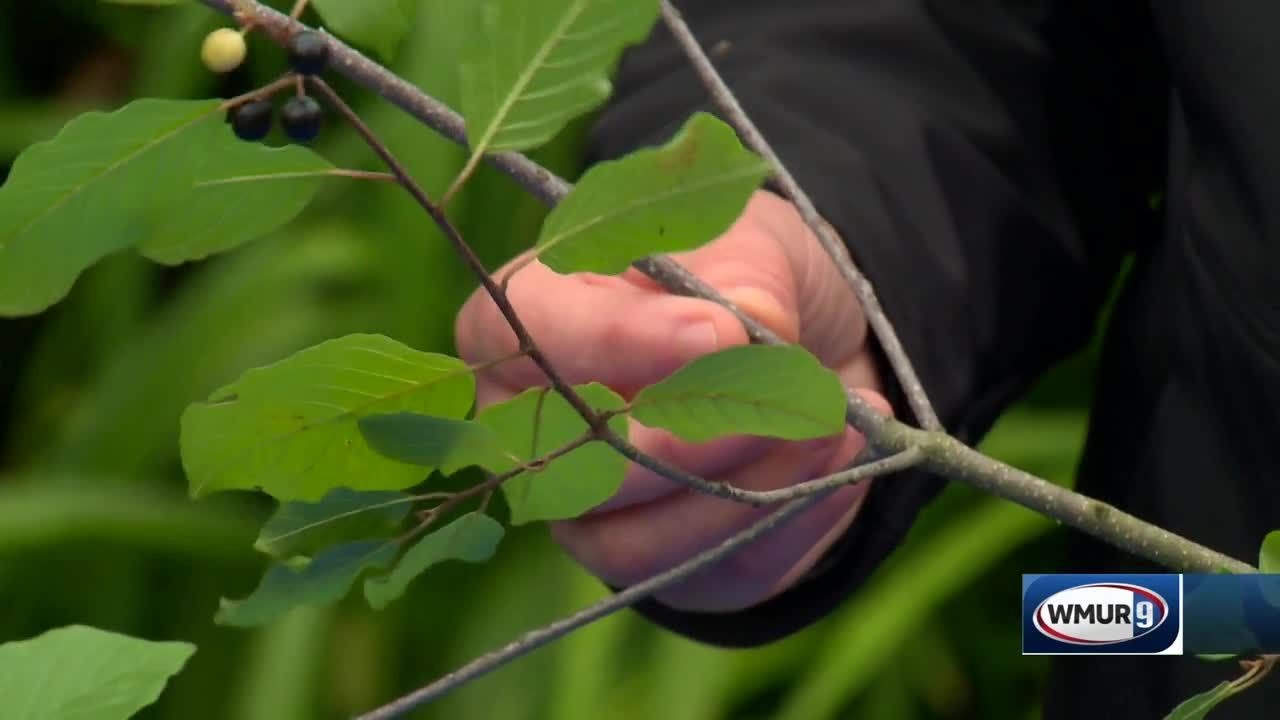 Grow it Green: Glossy buckthorn