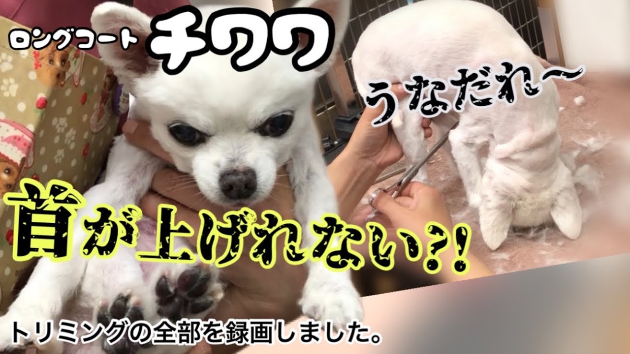 １６歳老犬チワワのトリミングの様子をノーカットで録画しました。全身2mmバリカンカット　シニア犬　認知症