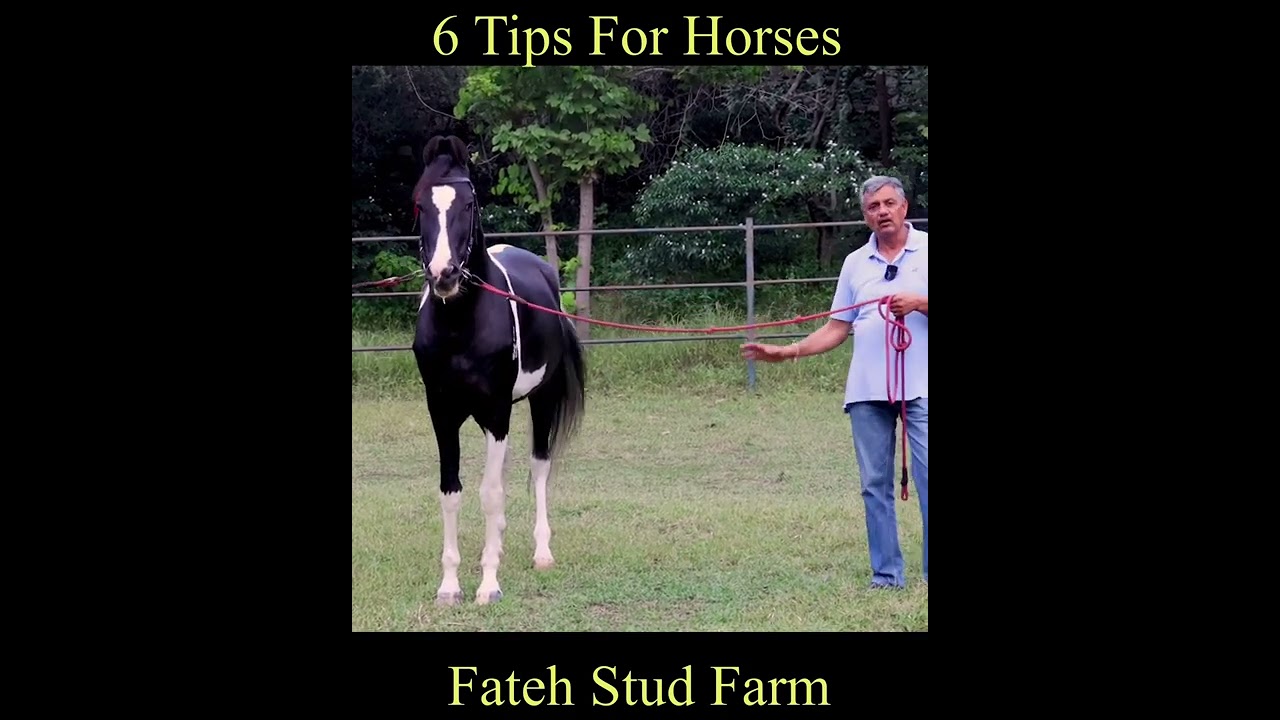 6 Important Tips For Horses | SCOOBERS | #shorts