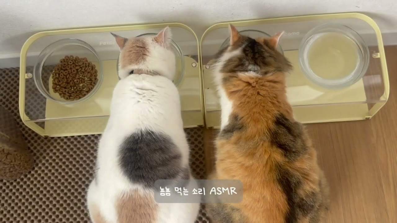 마당냥이 집사의 하루