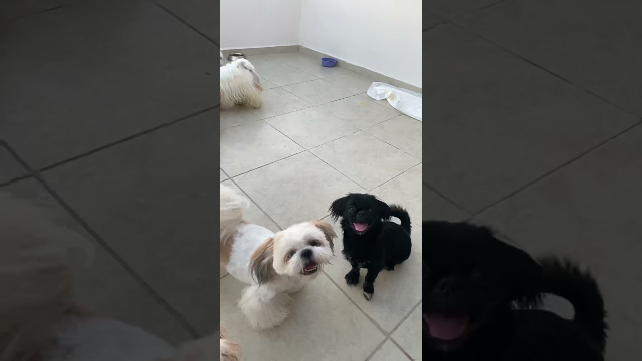 PERROS Shih Tzu ATACAN a un CHANGO 🐒