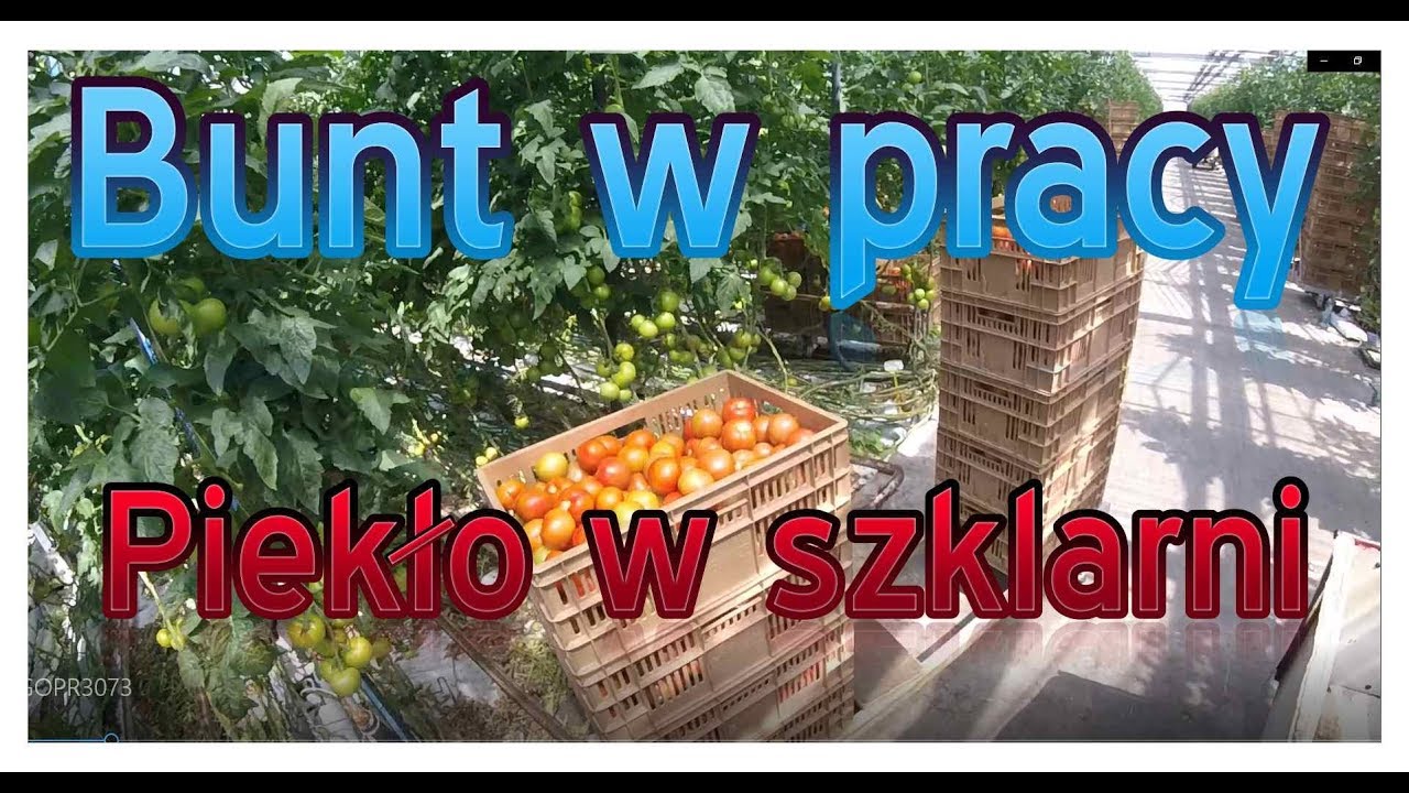 BUNT W PRACY! Piekło w szklarni! Praca w Holandii