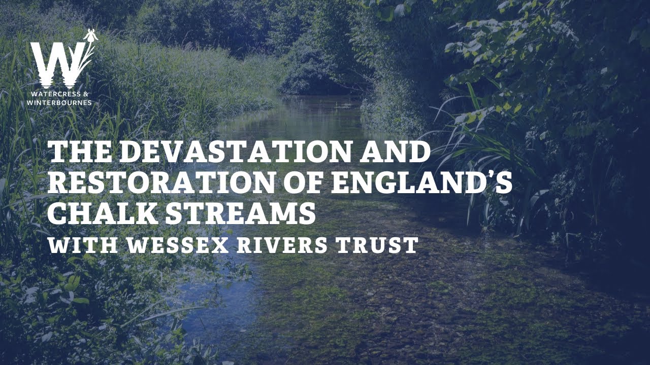 The Devastation and Restoration of England's Chalk Streams