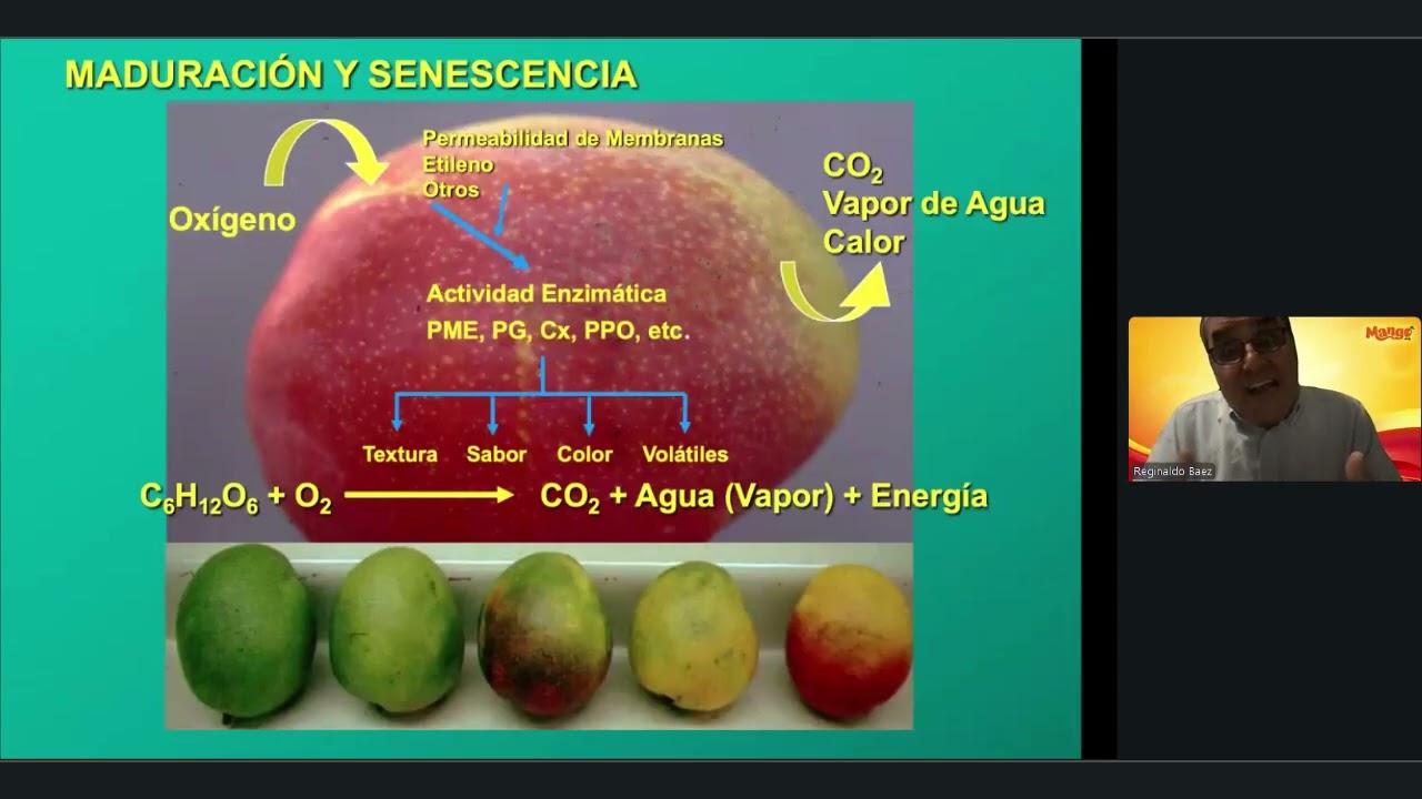 Control of Cavities in the Flesh of Ataulfo Mango