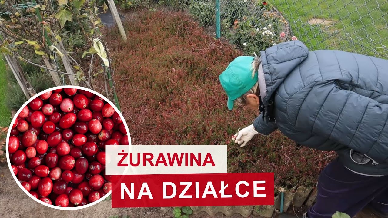 Jak uprawiać żurawinę na działce w ROD | To proste!