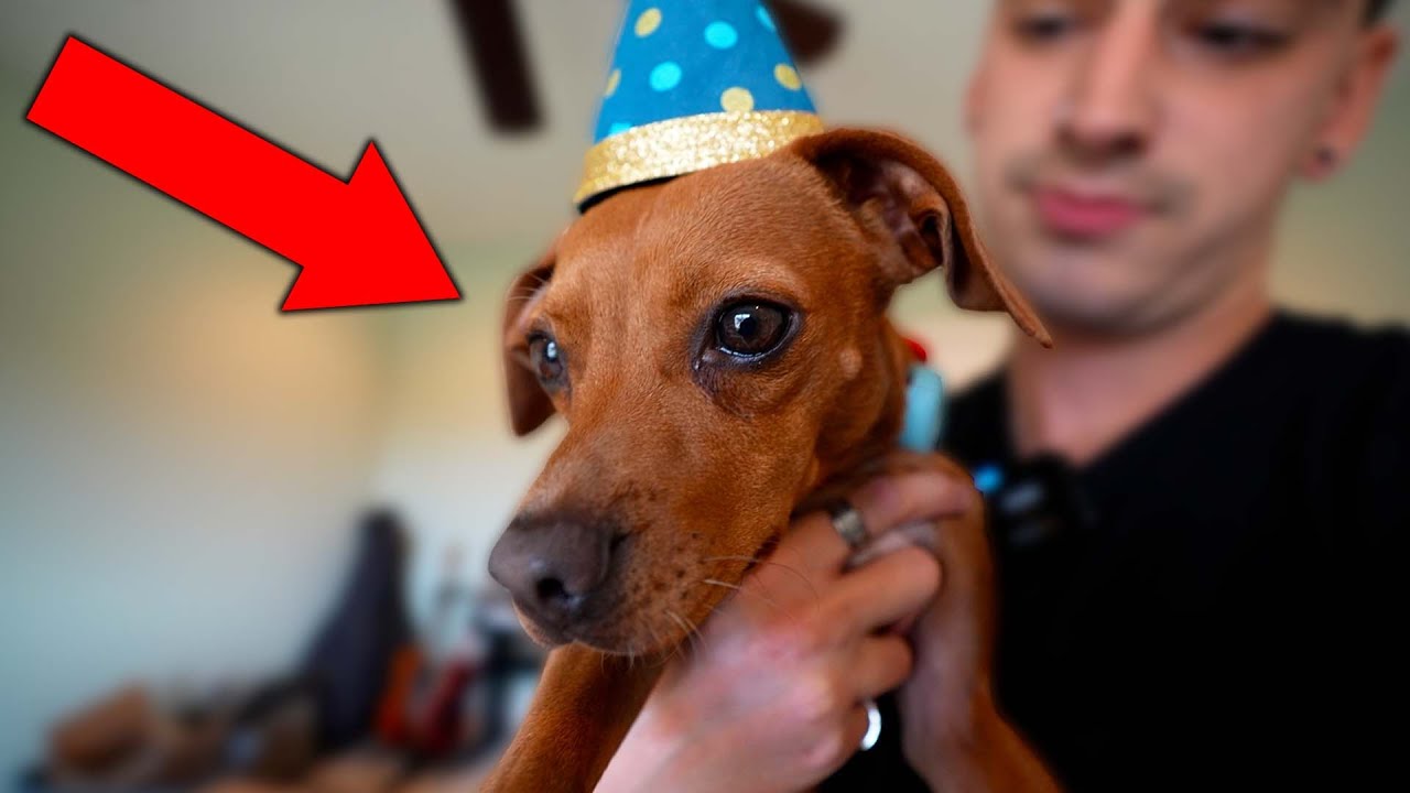 PUPPY'S 3RD BIRTHDAY!