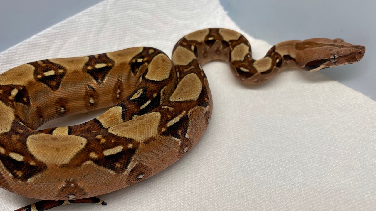 Insane Pastel Dream Boas!