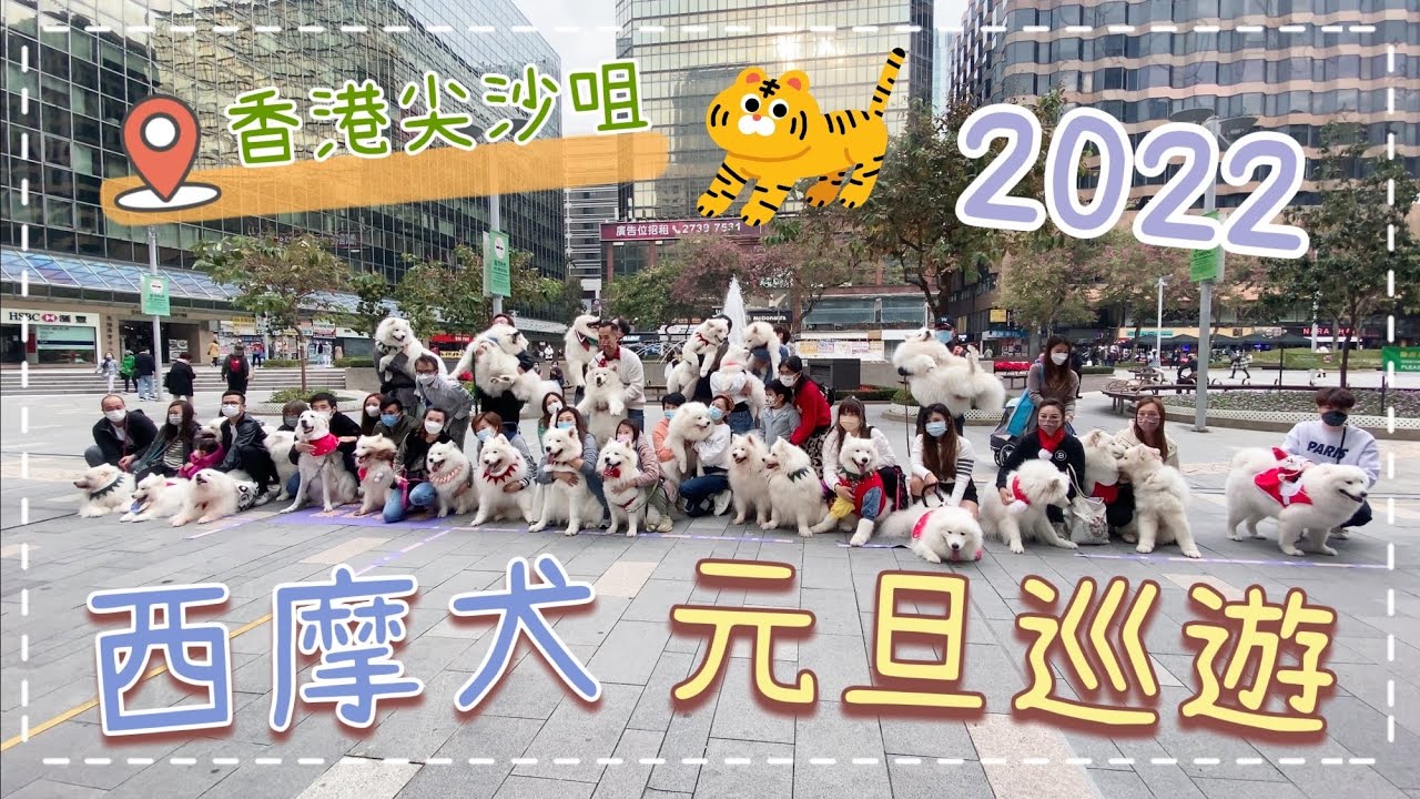 Tako’s Vlog🐙｜西摩犬元旦巡遊2022｜接近30隻西摩犬在尖東街上巡遊｜西摩犬Tako｜@big_dog_channel